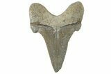 Serrated Sokolovi (Auriculatus) Shark Tooth - Dakhla, Morocco #312644-1